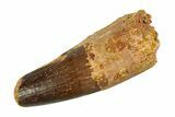 Real Fossil Spinosaurus Tooth - Feeding Worn Tip #351482-1
